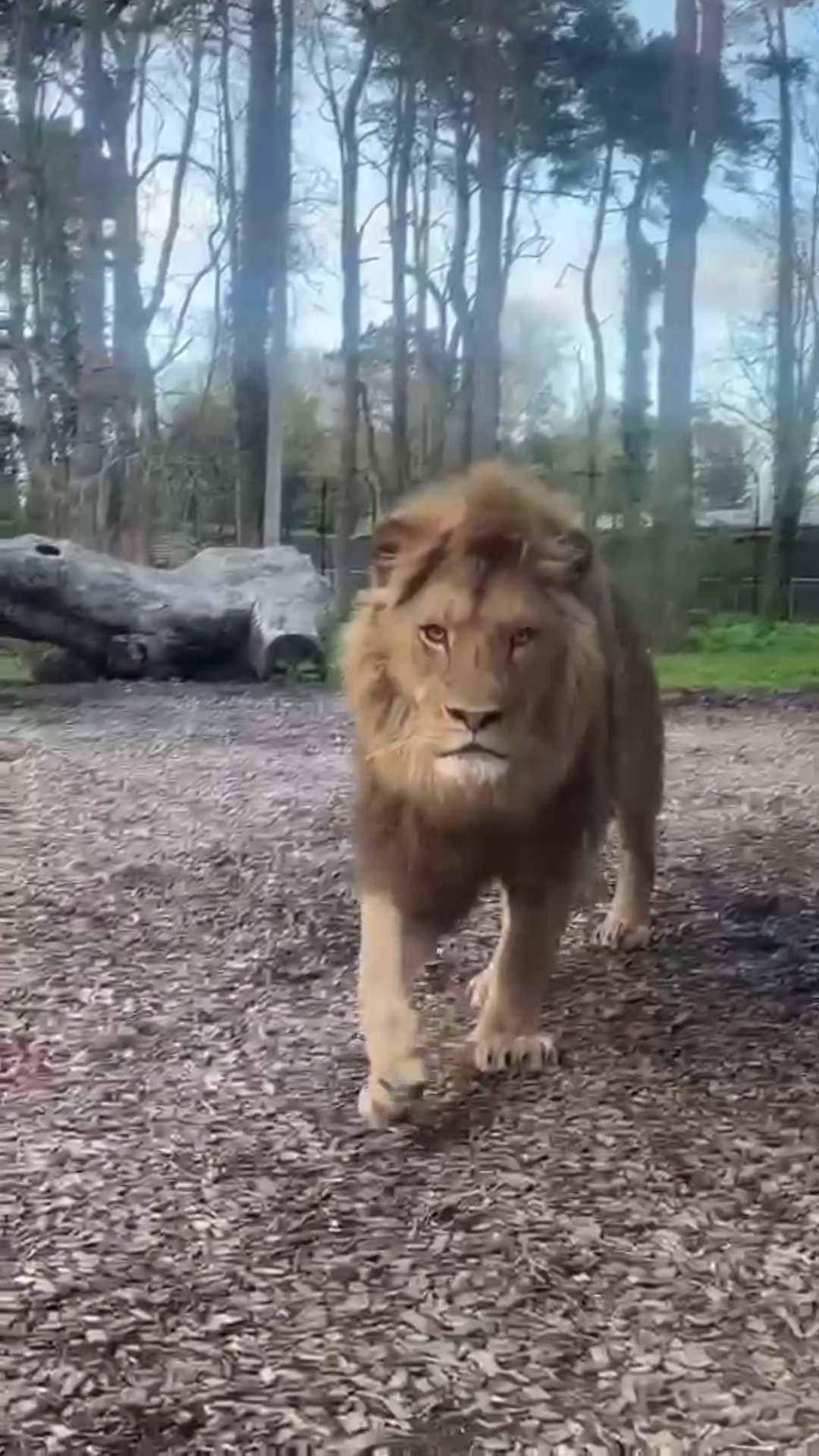 Alison got up close and personal with lions