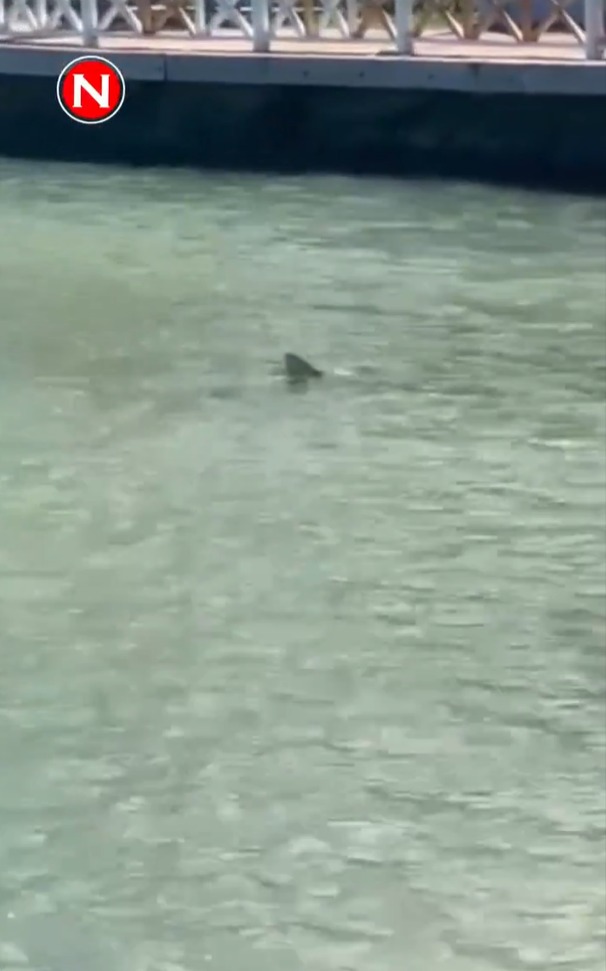 Video was circulating online of a shark believed to be the one that attacked Peter