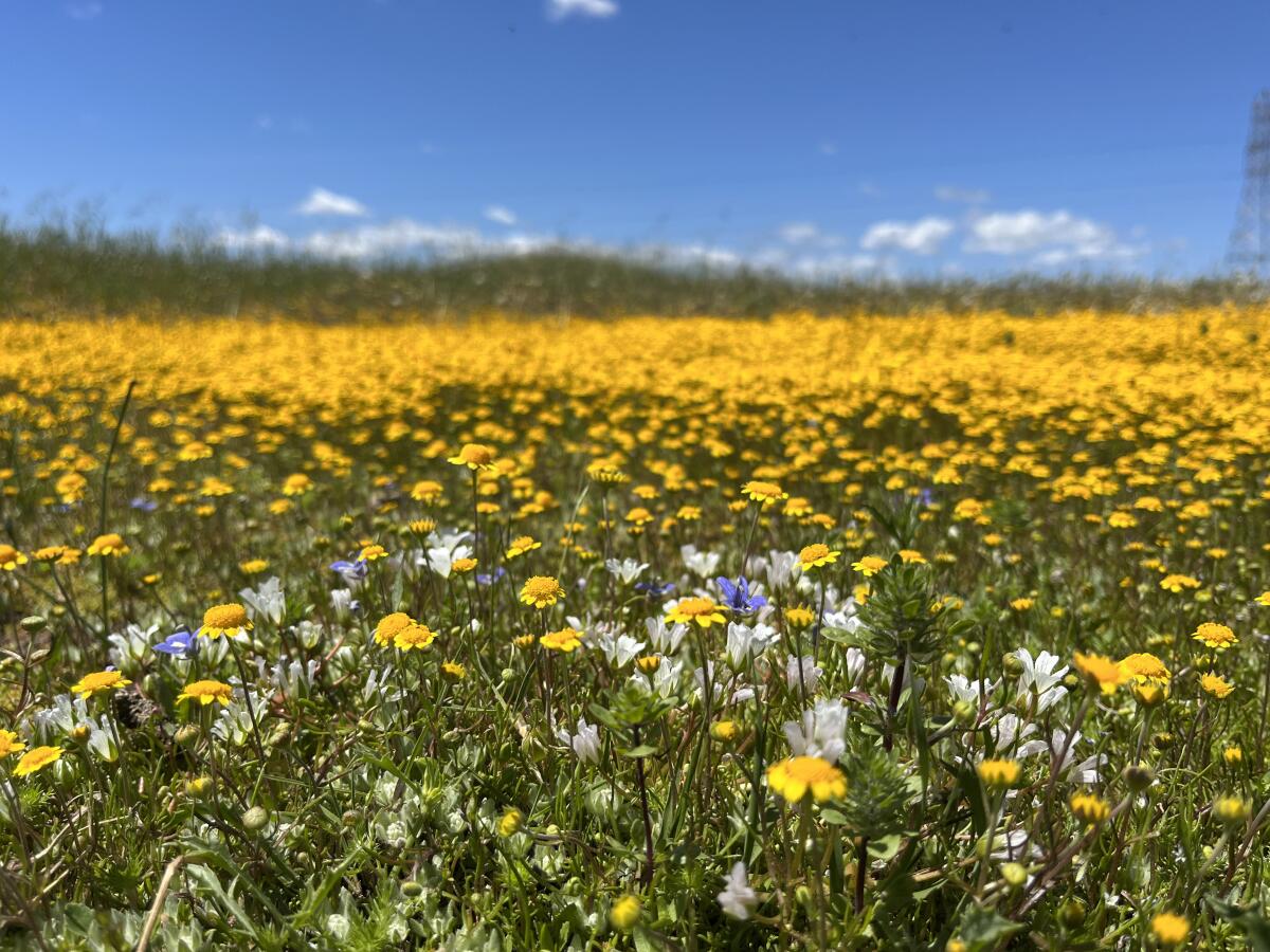 Wildflowers at Jepson Prairie Preserve.