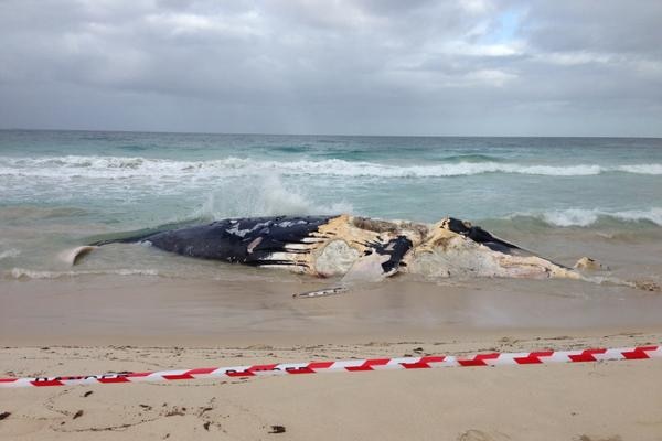 Humpback whale carcass on Scarborough beach.