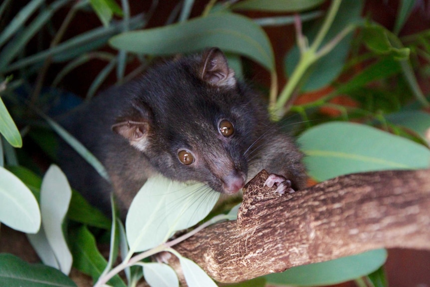 Western Ringtail Possum