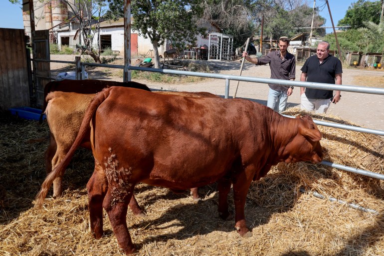 This picture taken on April 27, 2023 shows members of the Boneh Israel ("Building Israel") organisation Moriel Bareli (L) and Haim Berkovits feeding red heifer cows imported by the organisation from the US, at a farm in Hamadya near the northern city of Beit Shean. With imported red cows, ancient hymns and growing support, some nationalist Jews hope to rebuild their temple in Jerusalem's Old City, at a site at the heart of Israeli-Palestinian tensions. (Photo by JACK GUEZ / AFP)