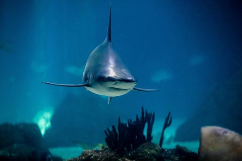 A bull shark similar to one that attacked a British man in Tobago waters Friday swims in a tank at an aquarium in Lisbon, Portugal. Photo by Jose Sena Goulao/EPA-EFE