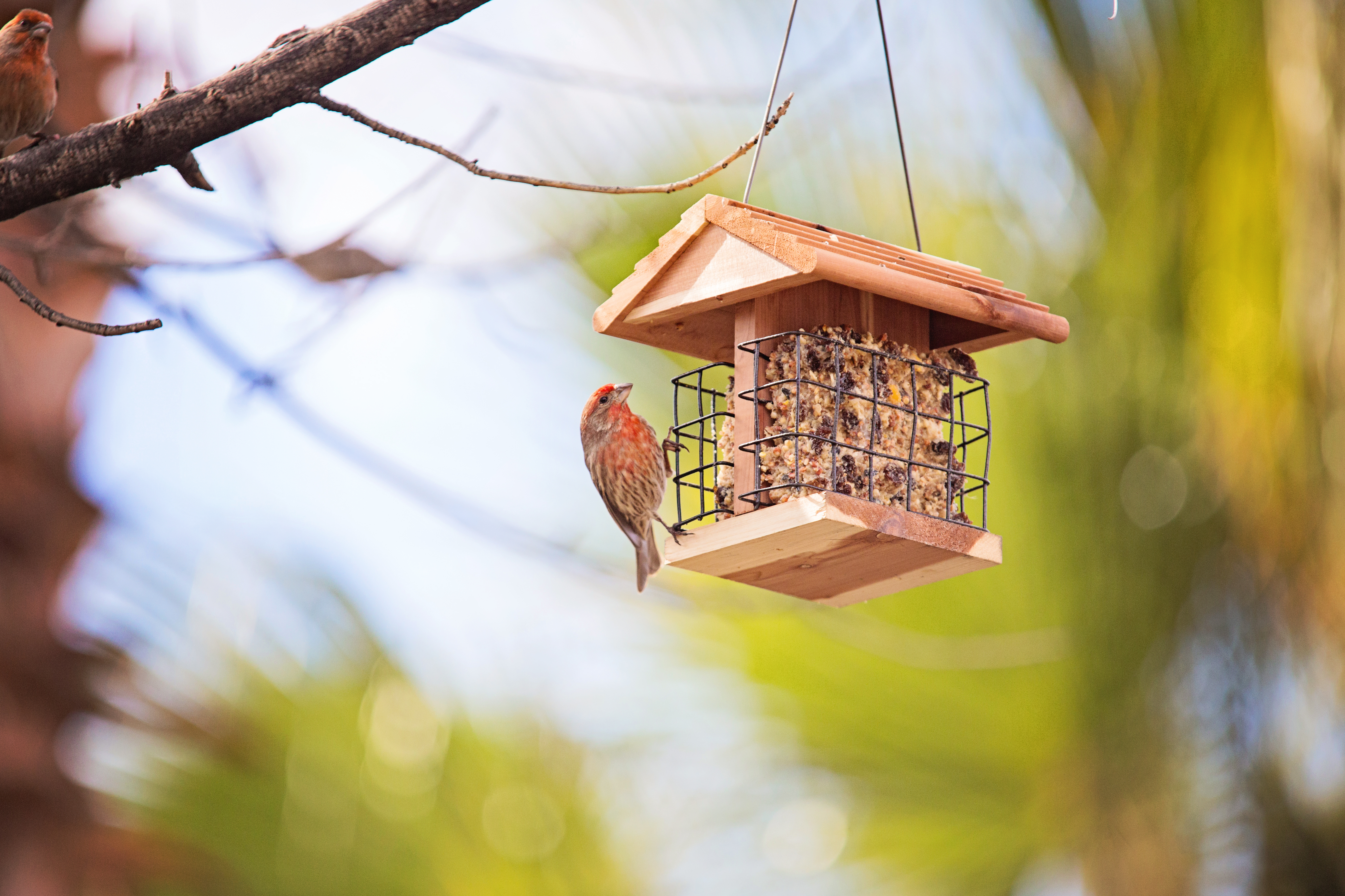 Aldi have launched a number of new gardening essentials, including adorable bird feeders