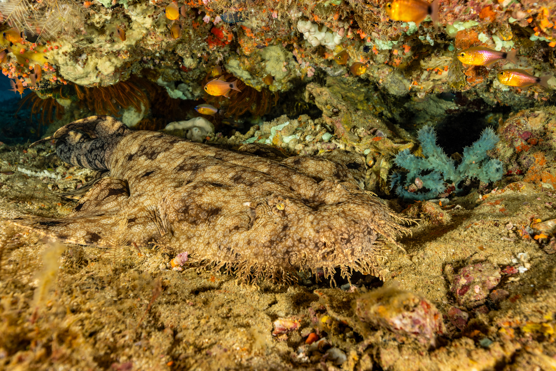 A shark is hiding in an underwater cave — and those with better vision than most may be able to spot it (stock photo)