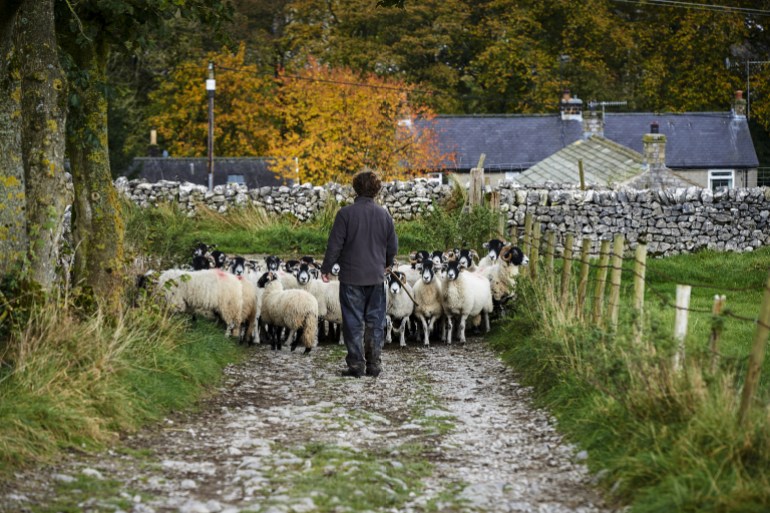 British sheep farmer