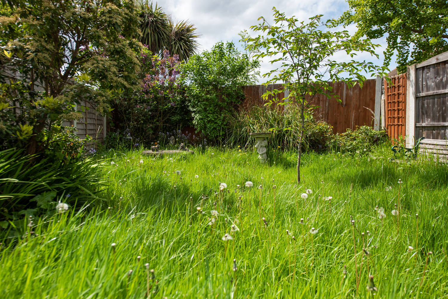 A landscaping expert revealed how tall to cut grass (Stock photo)