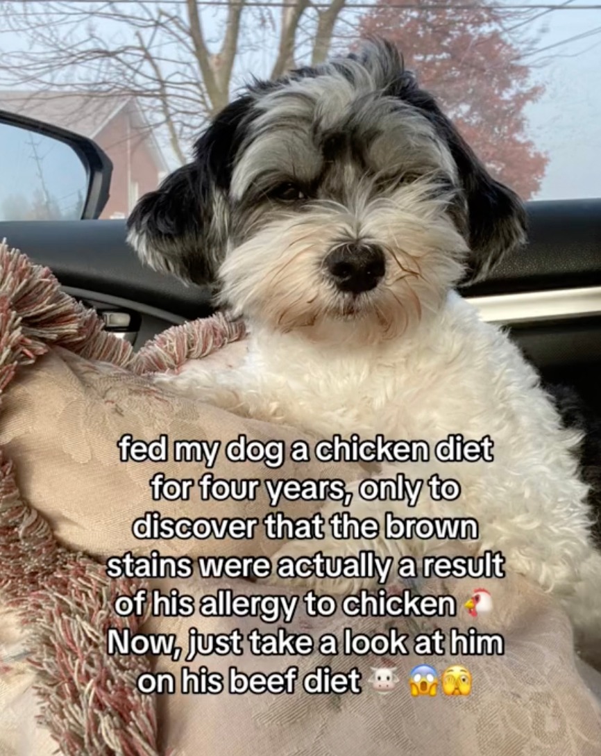 A pet owner realized their dog's brown streaks weren't natural due to a food allergy