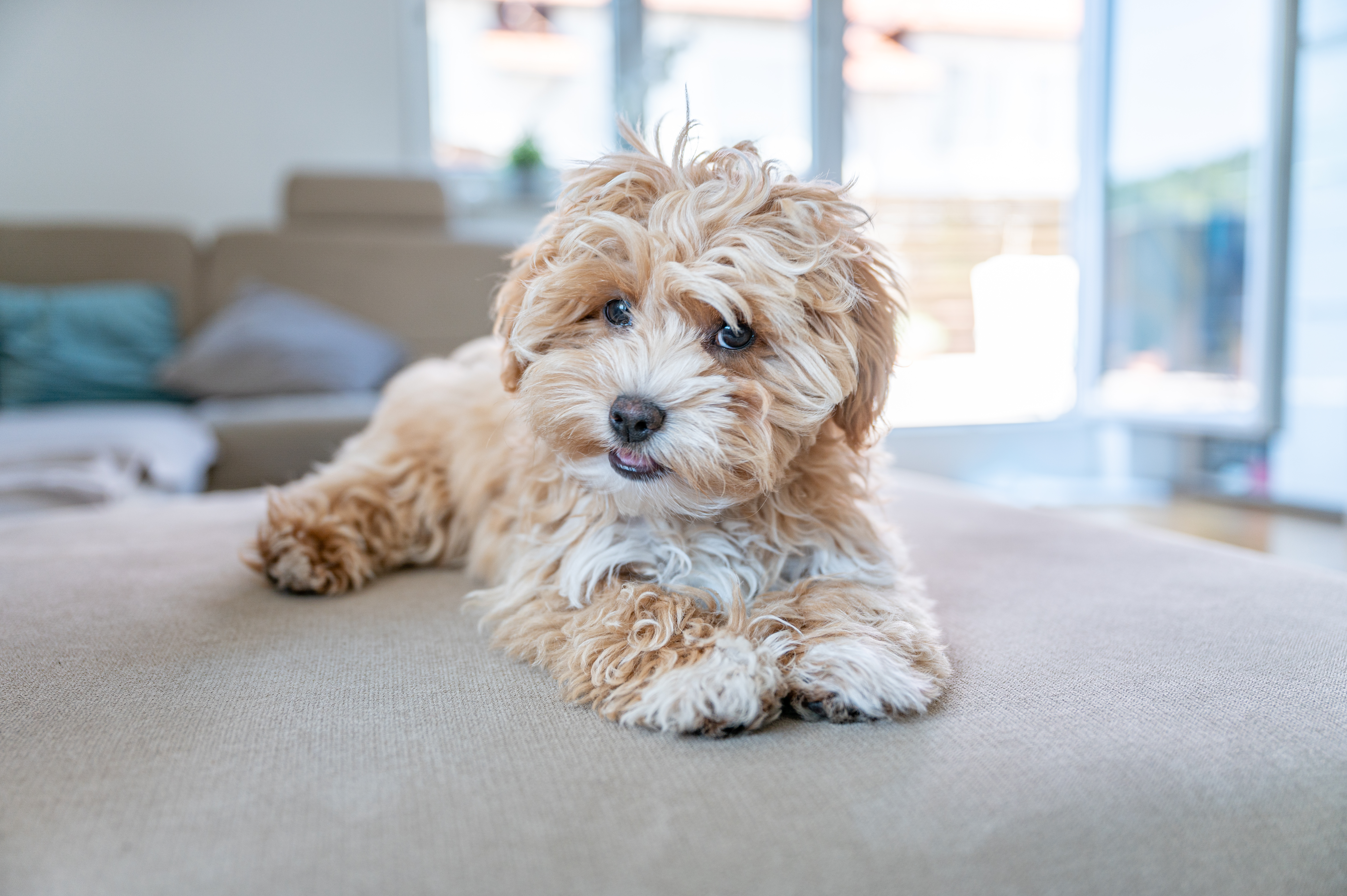 An upholstery expert shared a preferred fabric that makes pet accidents easy to clean