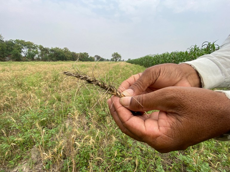 Prithviraj Pawar holds up the wheat crop that was damaged in March, which he is yet to be compensated for-1714101930