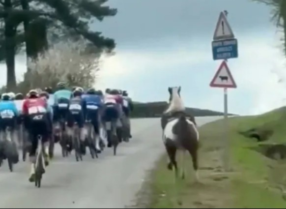 A horse galloped up alongside the riders before it veered onto the road