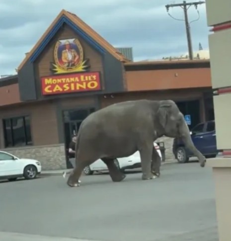 An elephant, named Viola, was seen running across the street in Butte, Montana on Tuesday