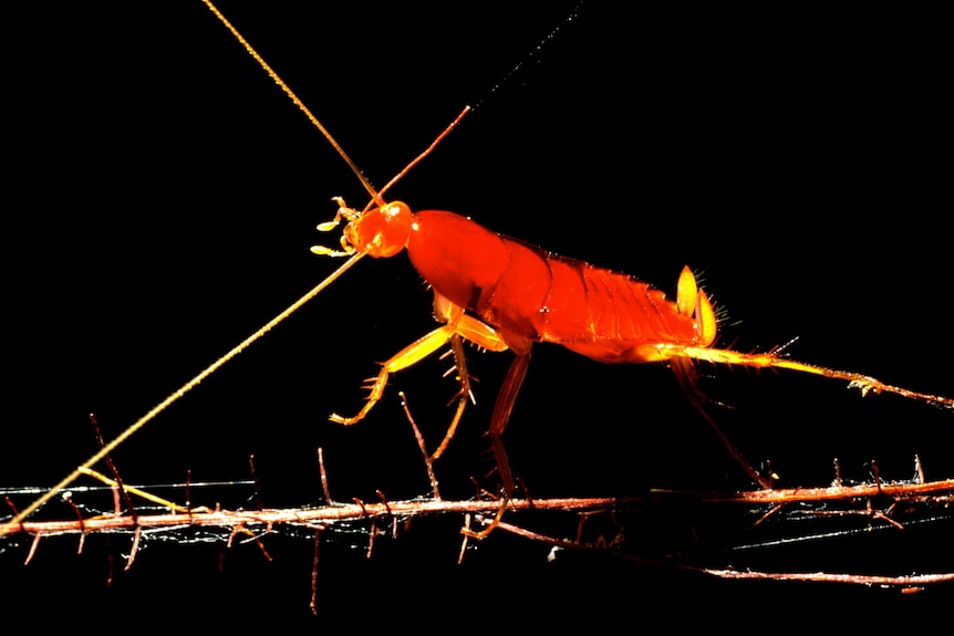 A close-up photo of a giant blind cockroach. 