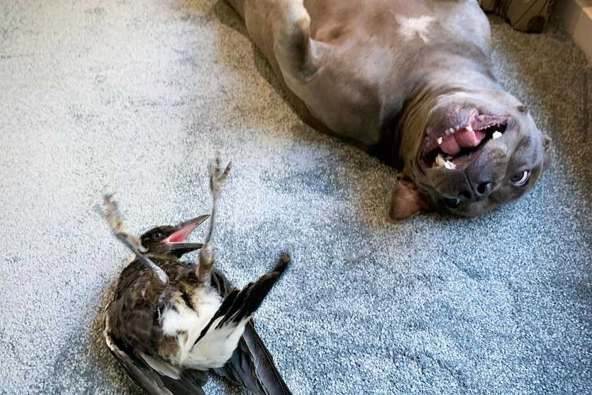 A magpie and dog lying on some carpet.