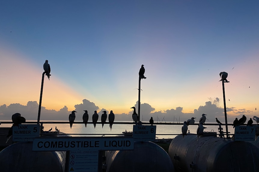 The silhouette of birds in front of a sunset over the ocean