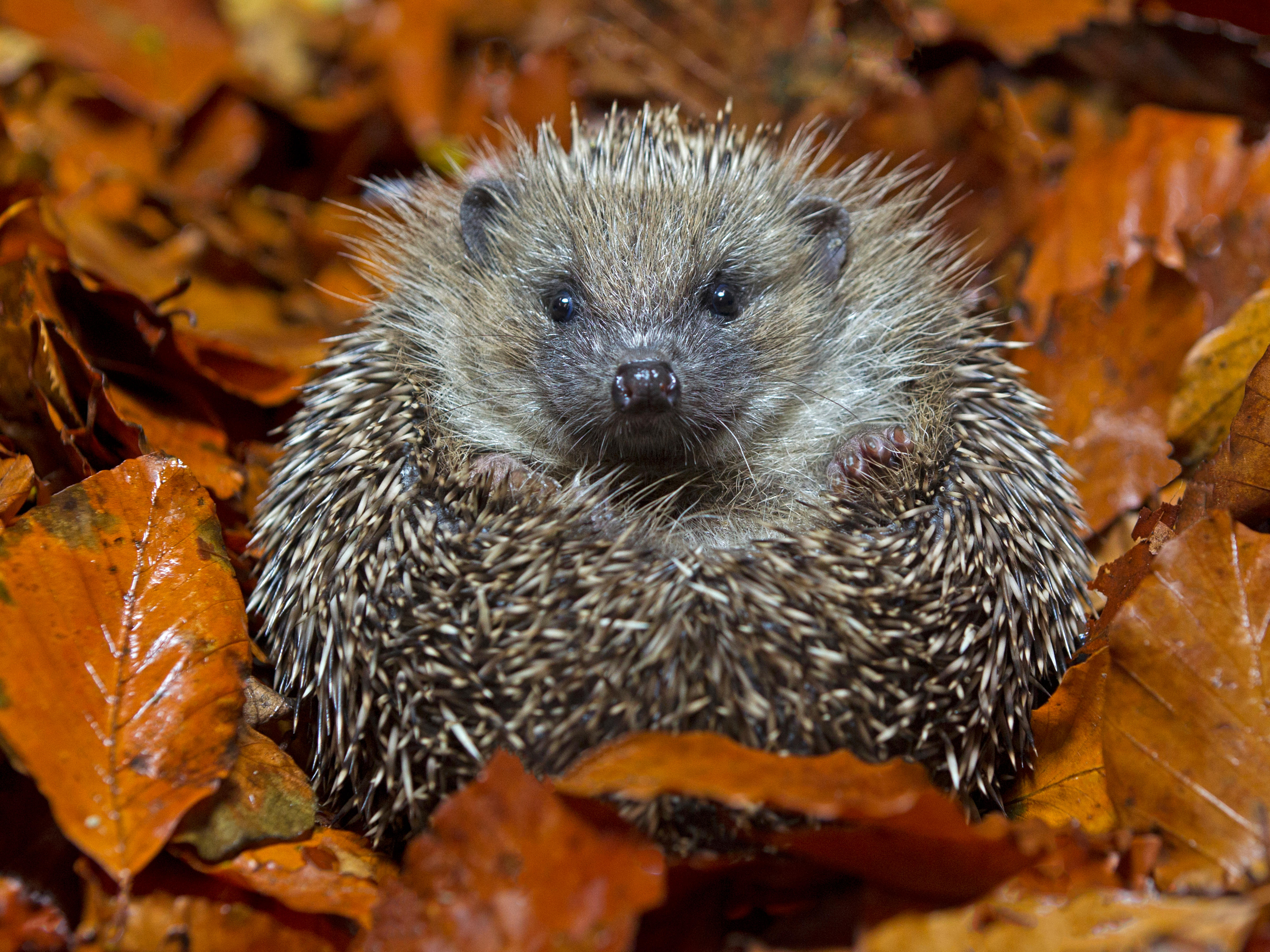 There's so many ways to help a hedgehog in your outside space