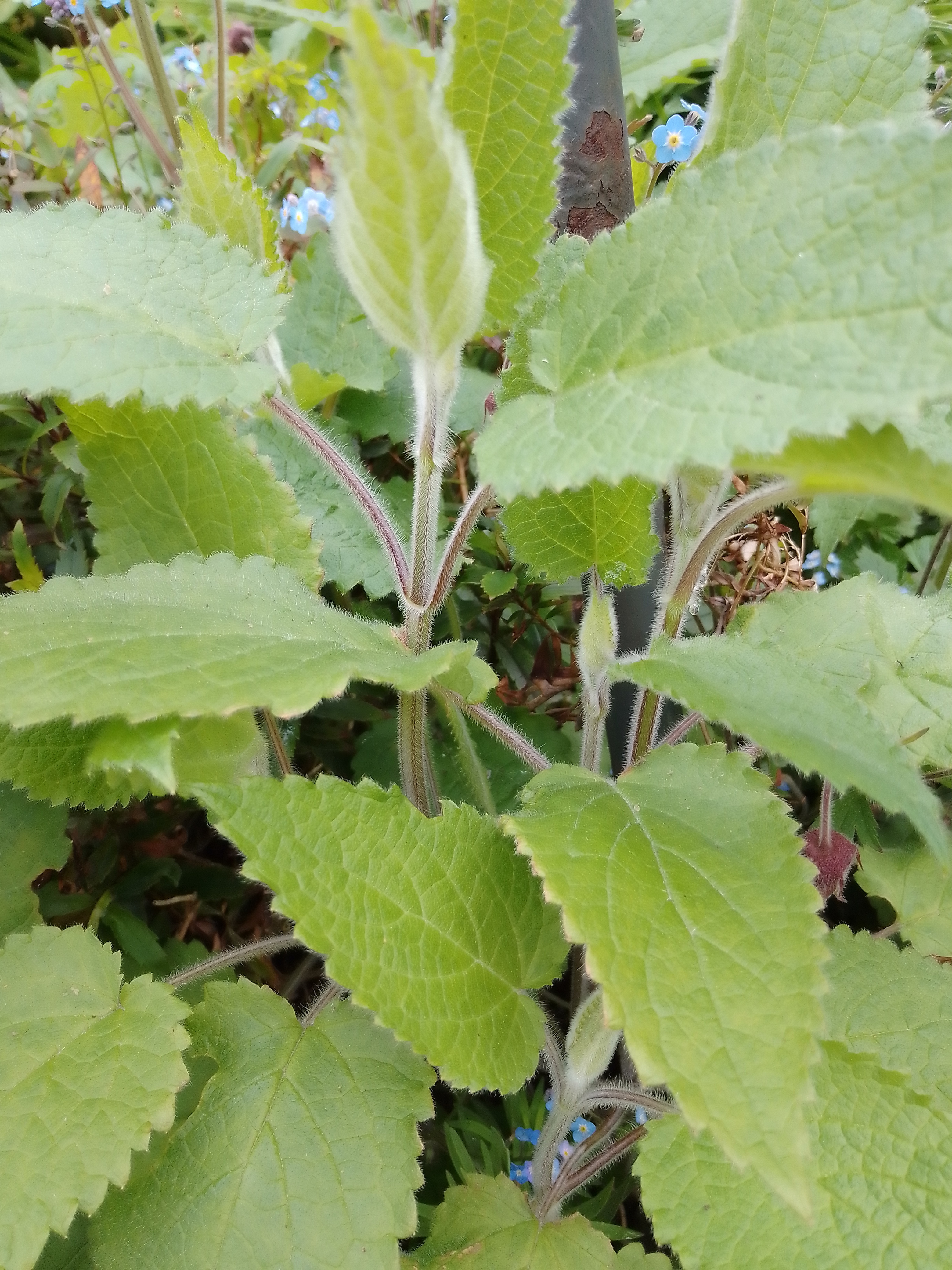 Green Alkanet is lovely if you can contain it - otherwise it can take over your garden