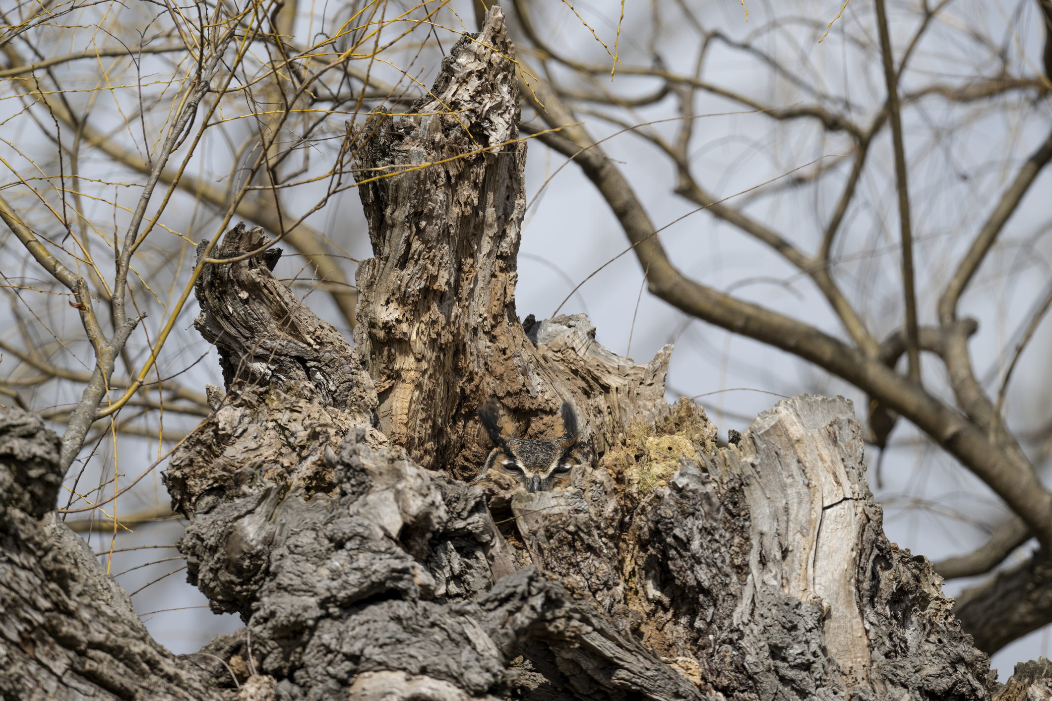 Puzzlers have been tasked with spotting the animal hiding in the tree