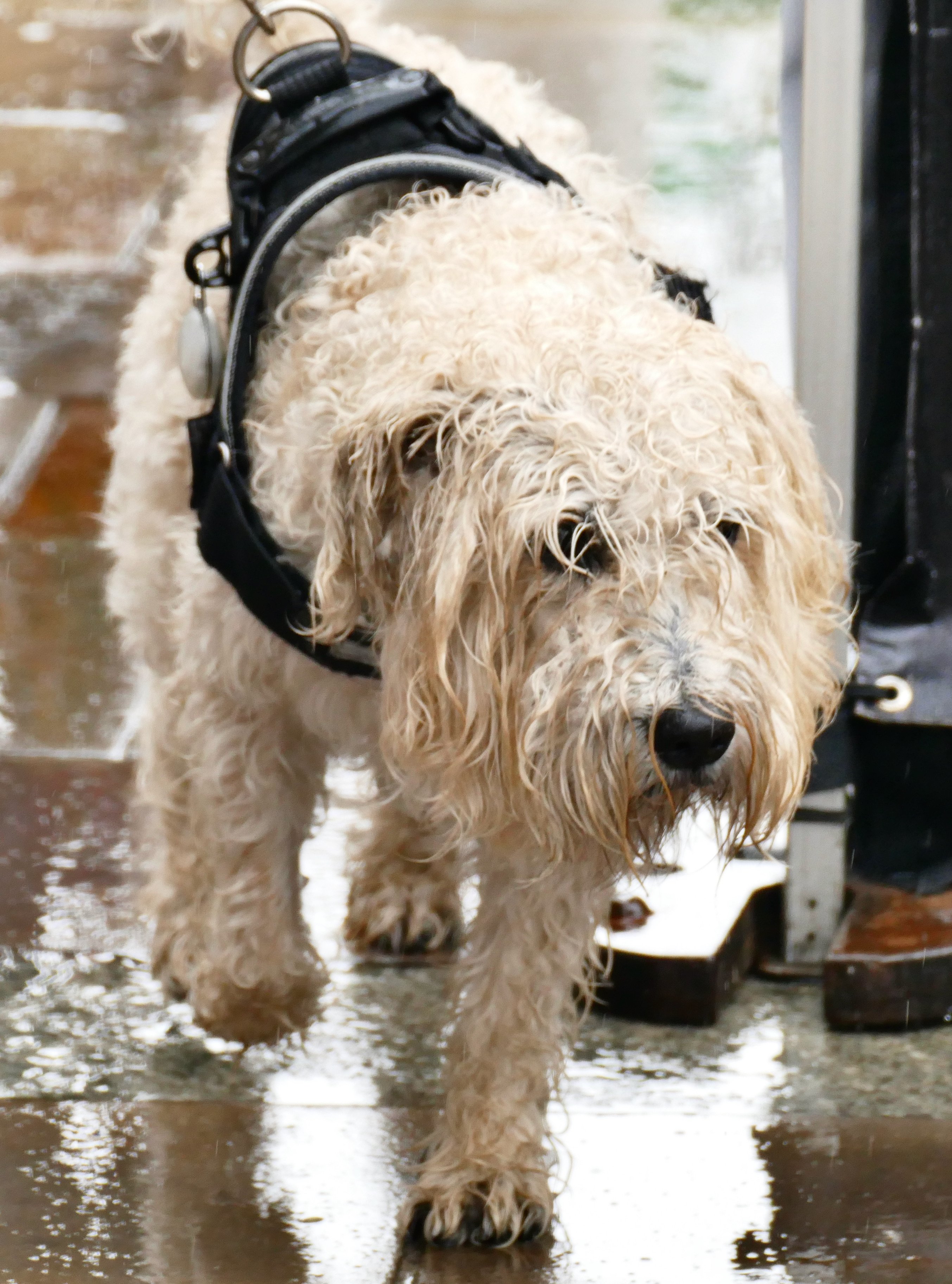 It was a wet day for a walk in Mayfest, Henley on Thames yesterday