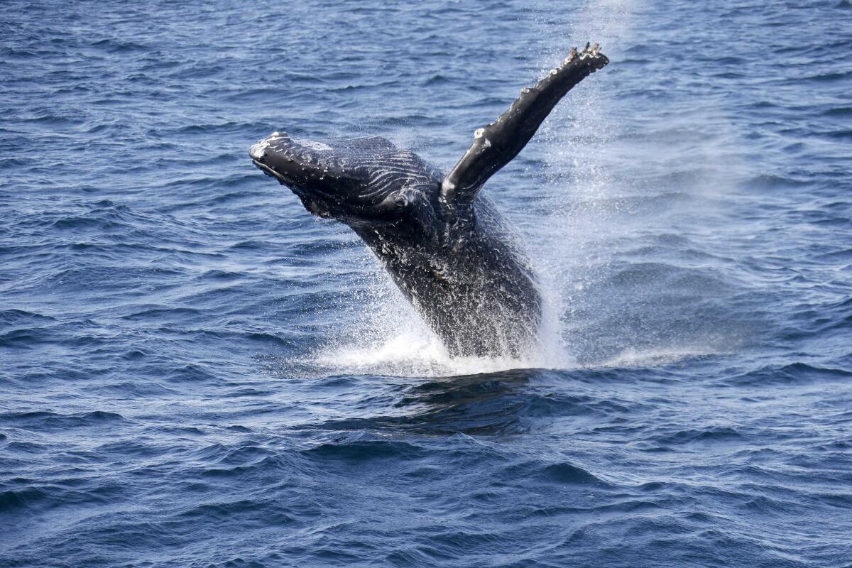 A whale breaches close to the Harbor Breeze Cruises La Espada whale watching boat off the coast of San Pedro