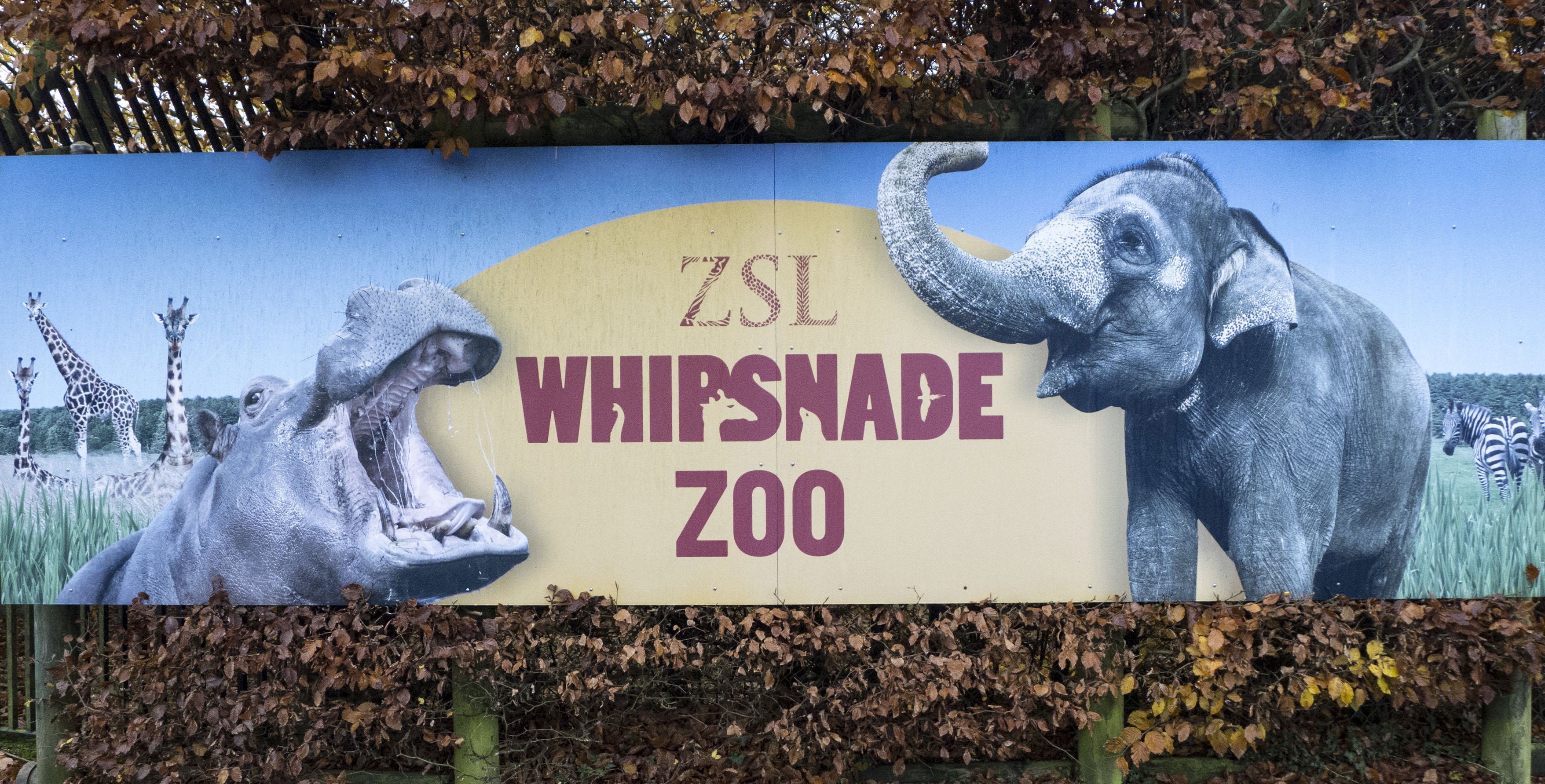 Whipsnade Zoo is the largest zoo and safari park in Great Britain
