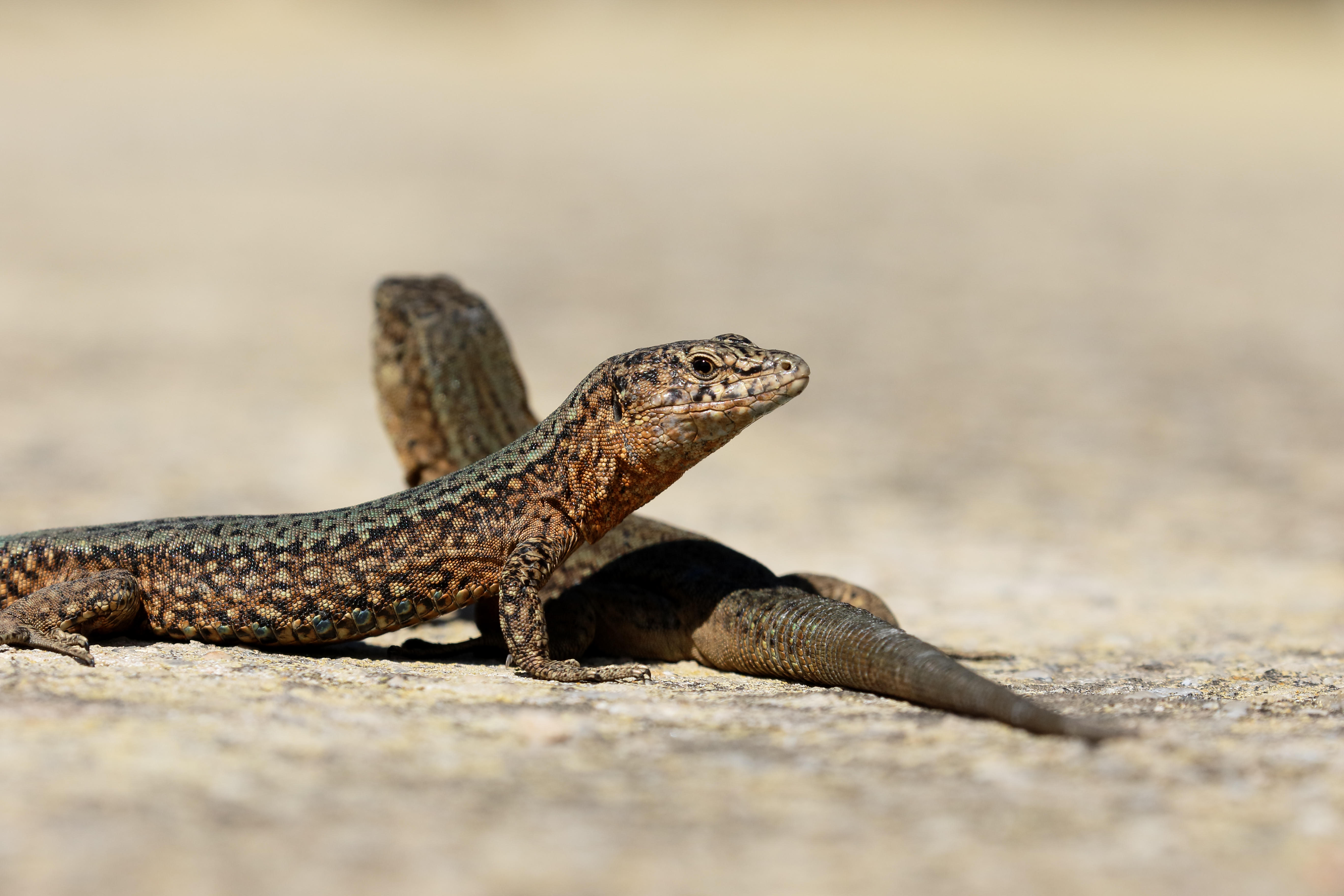 The black lizards are used to human contact