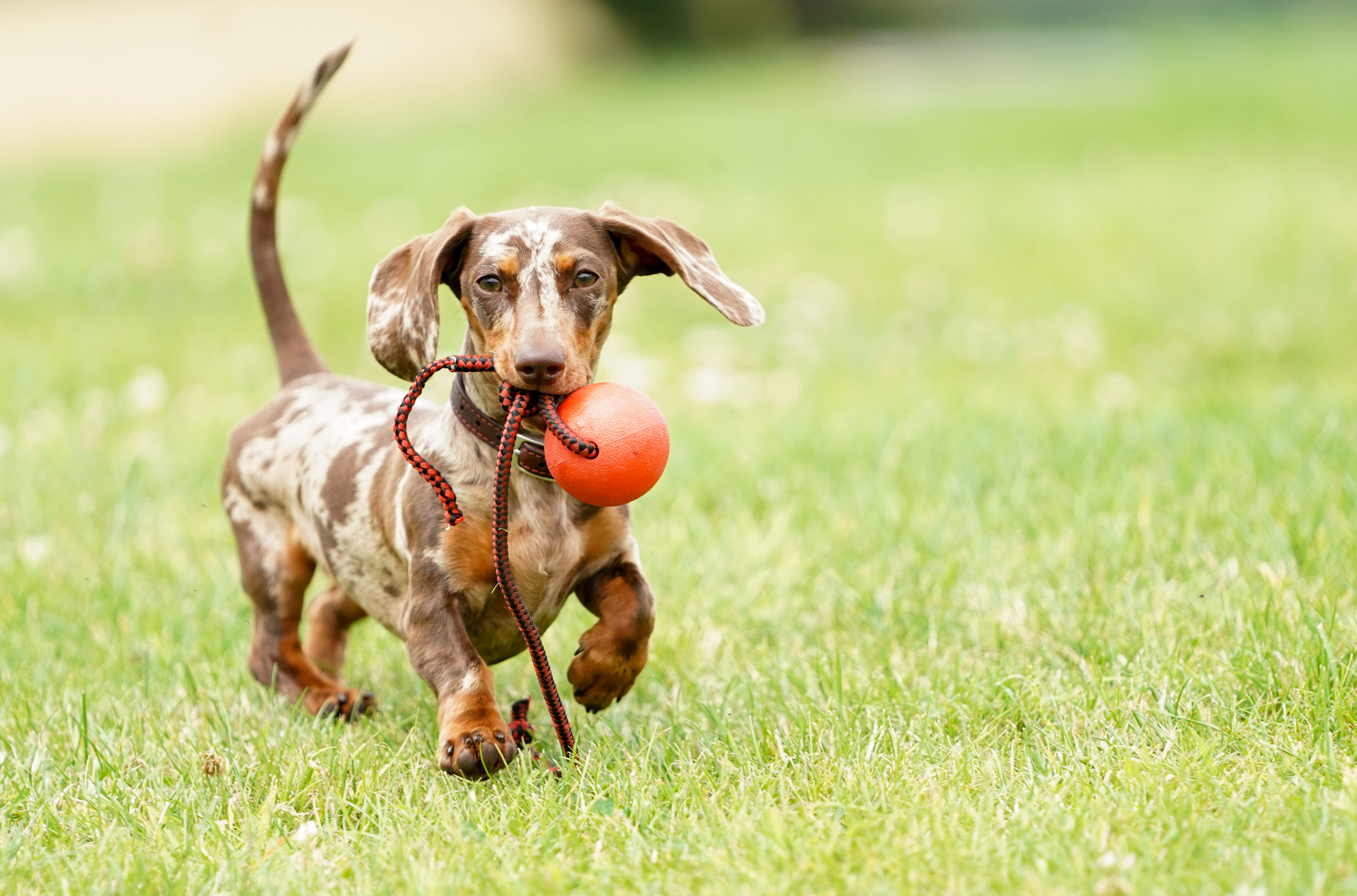 On Friday, I received an email from an influencer offering to make my miniature dachshund, Dora, a star