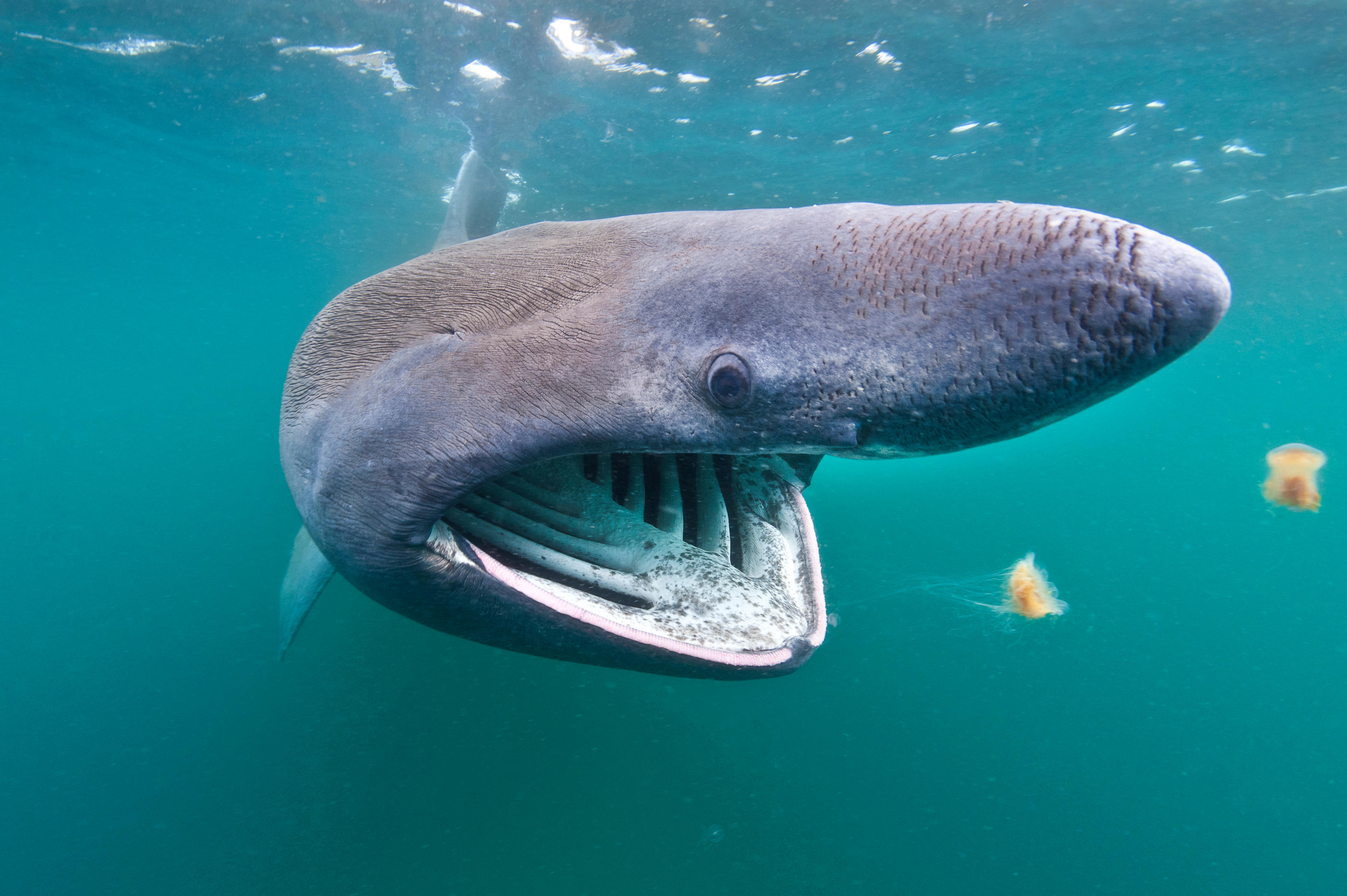 Basking sharks are common in the Inner Hebrides, and a boat company offers the chance to swim with them off the Isle Of Coll