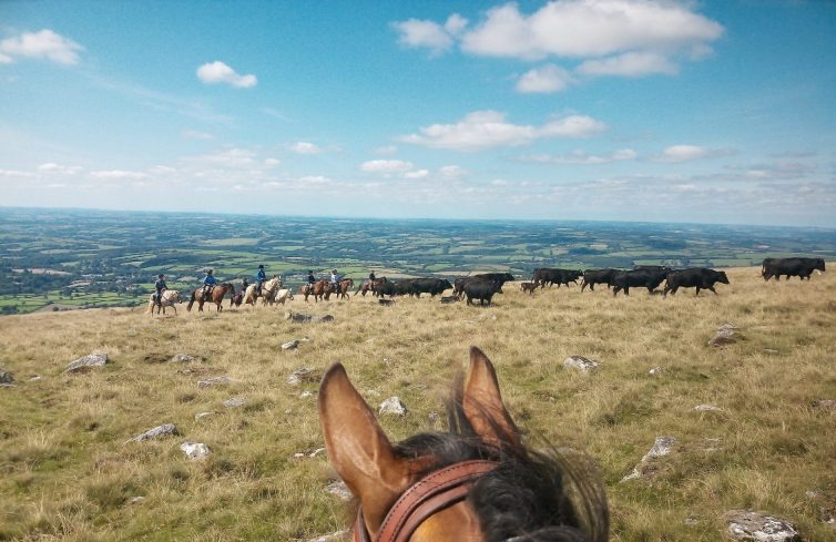 Become a cowboy for a few days cattle driving on horseback in Dartmoor, Devon