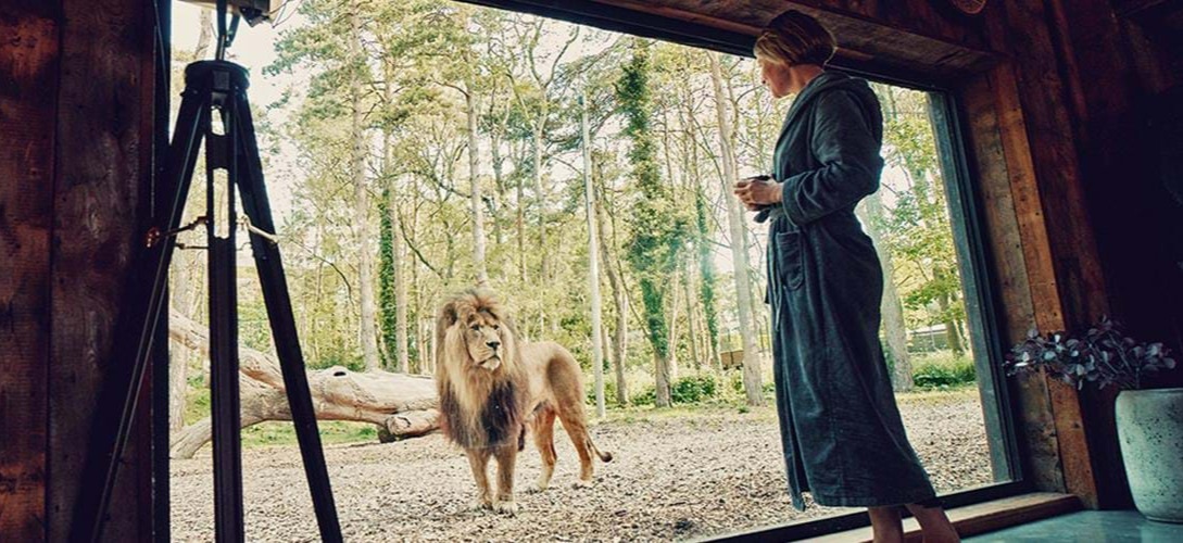 Be a breath away from lions as you stay in one of Port Lympne's lion lodges