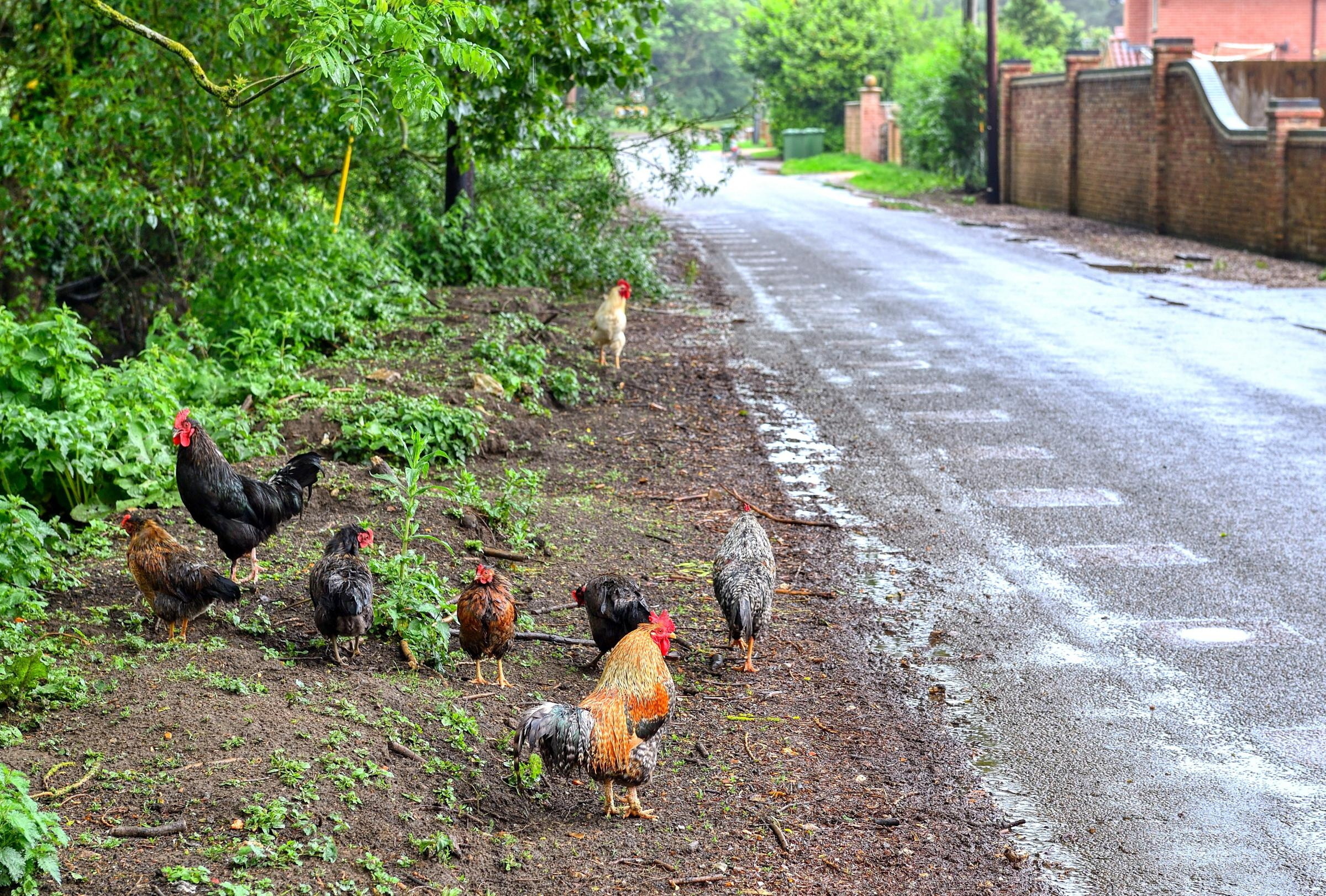 Fed-up residents say their constant clucking and crowing is driving them mad