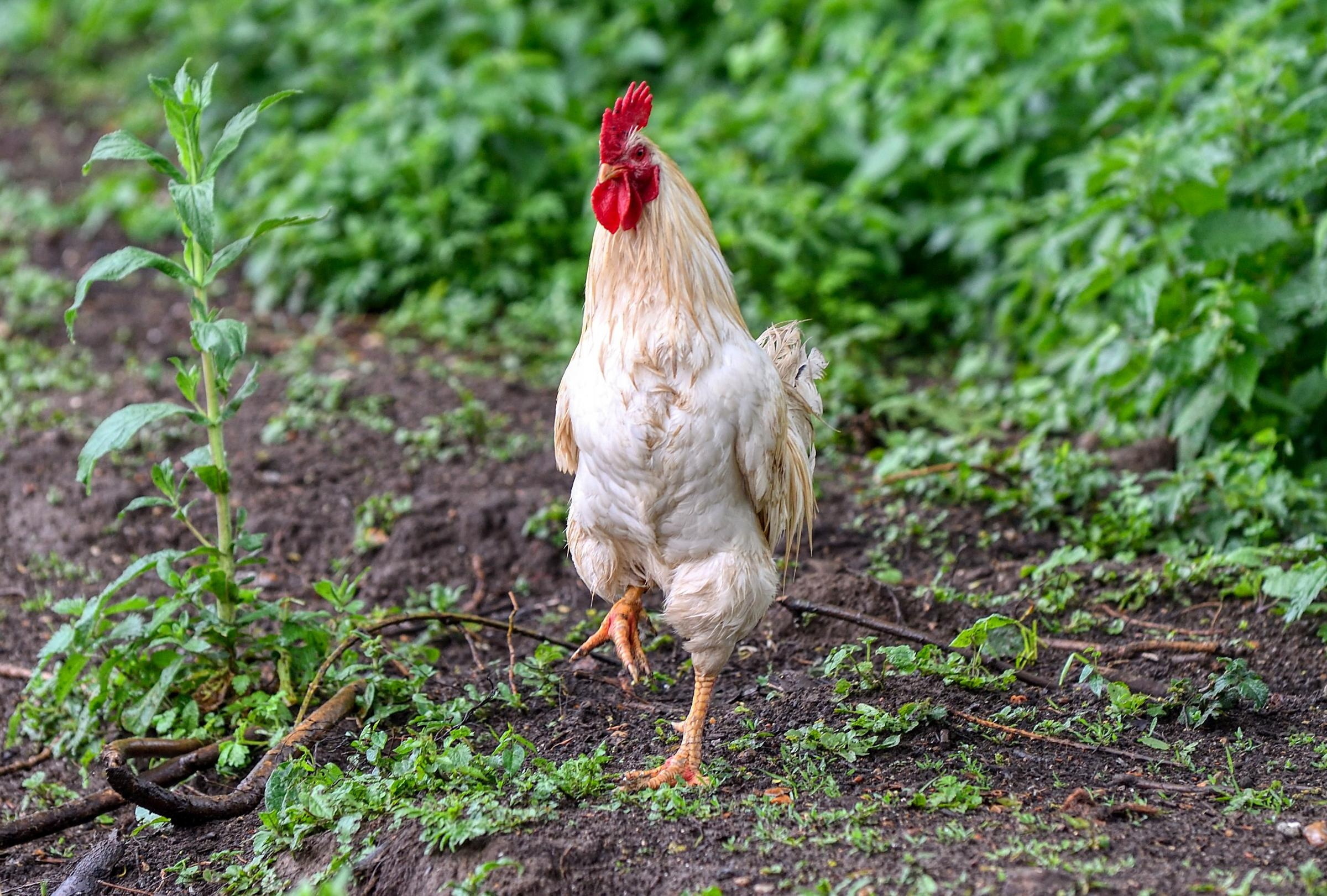 Locals could be fined if they feed the 200 feral chickens