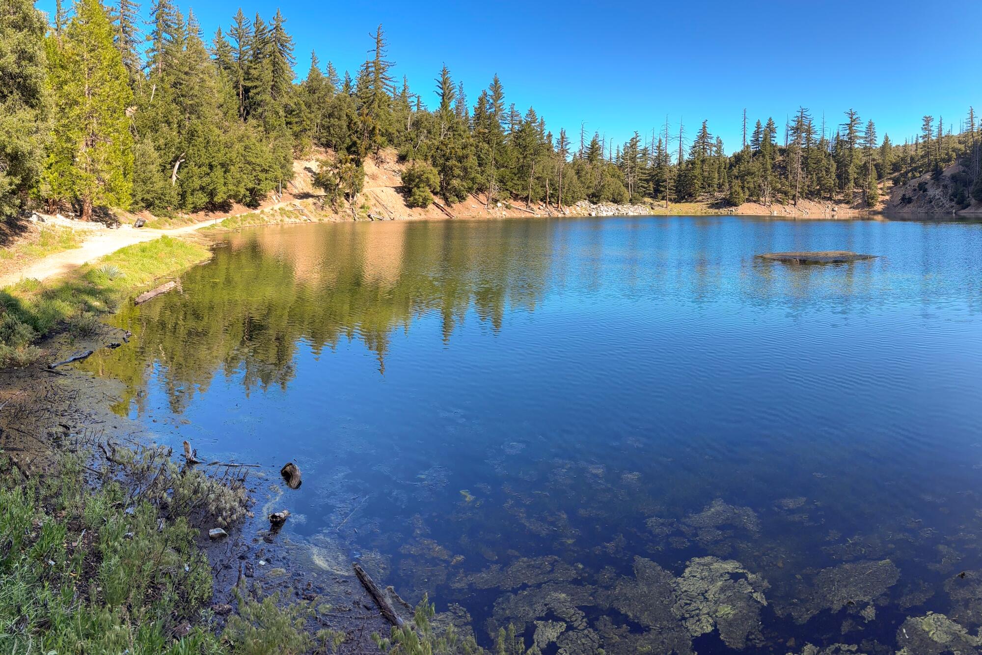 A small lake with clear blue waters, lined with cedar and other trees