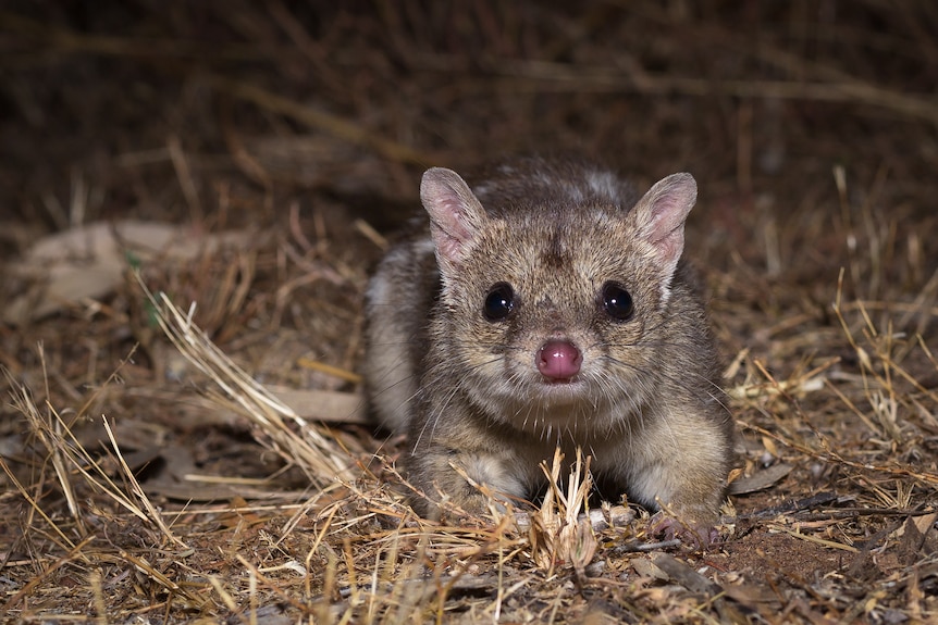 Image of a small northern quoll looking directly into the camera