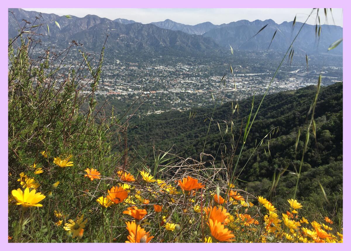 Wildflowers bloom on a hillside overlooking a populated valley with mountains in the distance.