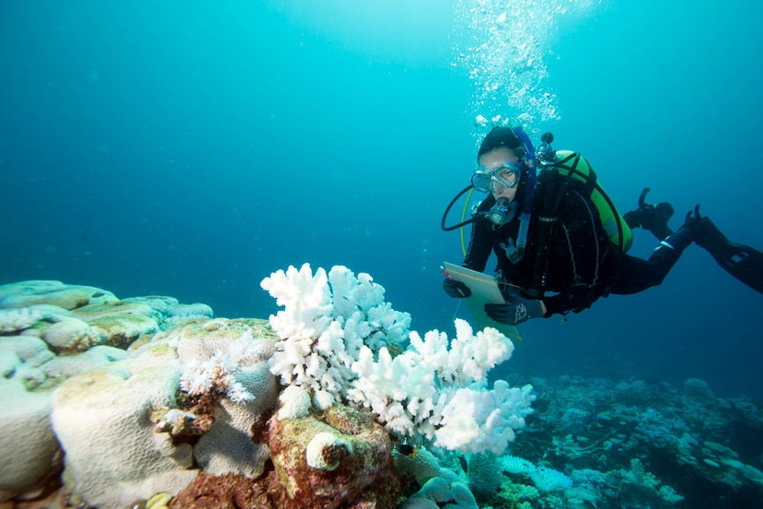 Bleached coral at Scott Reef