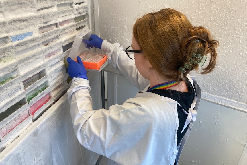 A woman in a labcoat opens something froma drawer.