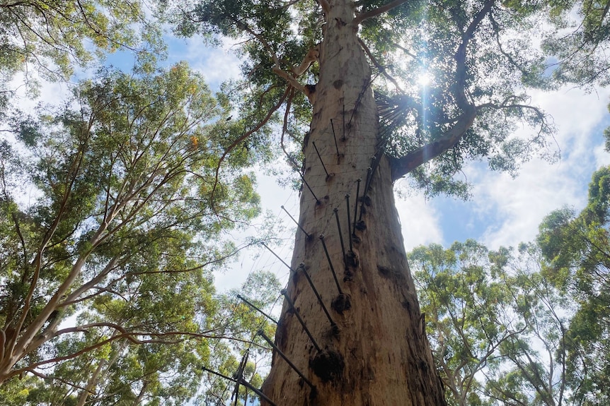 The Gloucester tree in Pemberton from the ground