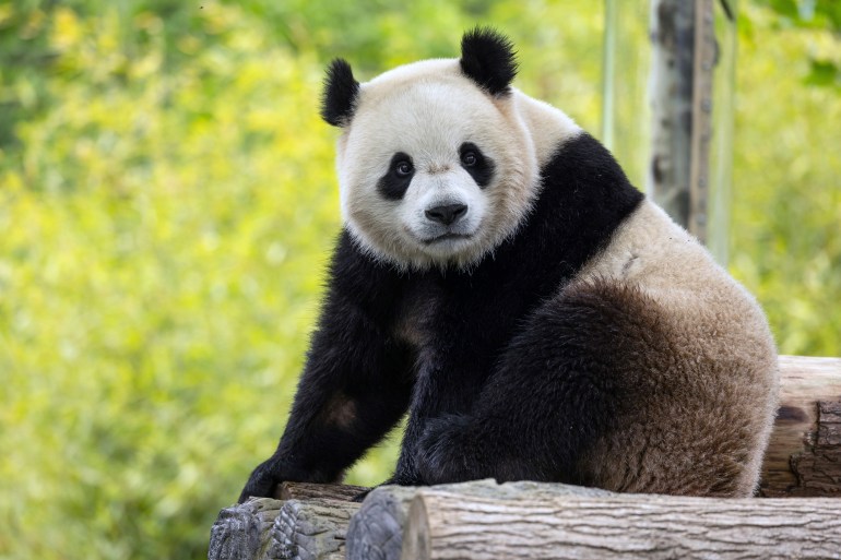 Two-year-old male giant panda Bao Li in his habitat at Shenshuping Base in Wolong, China