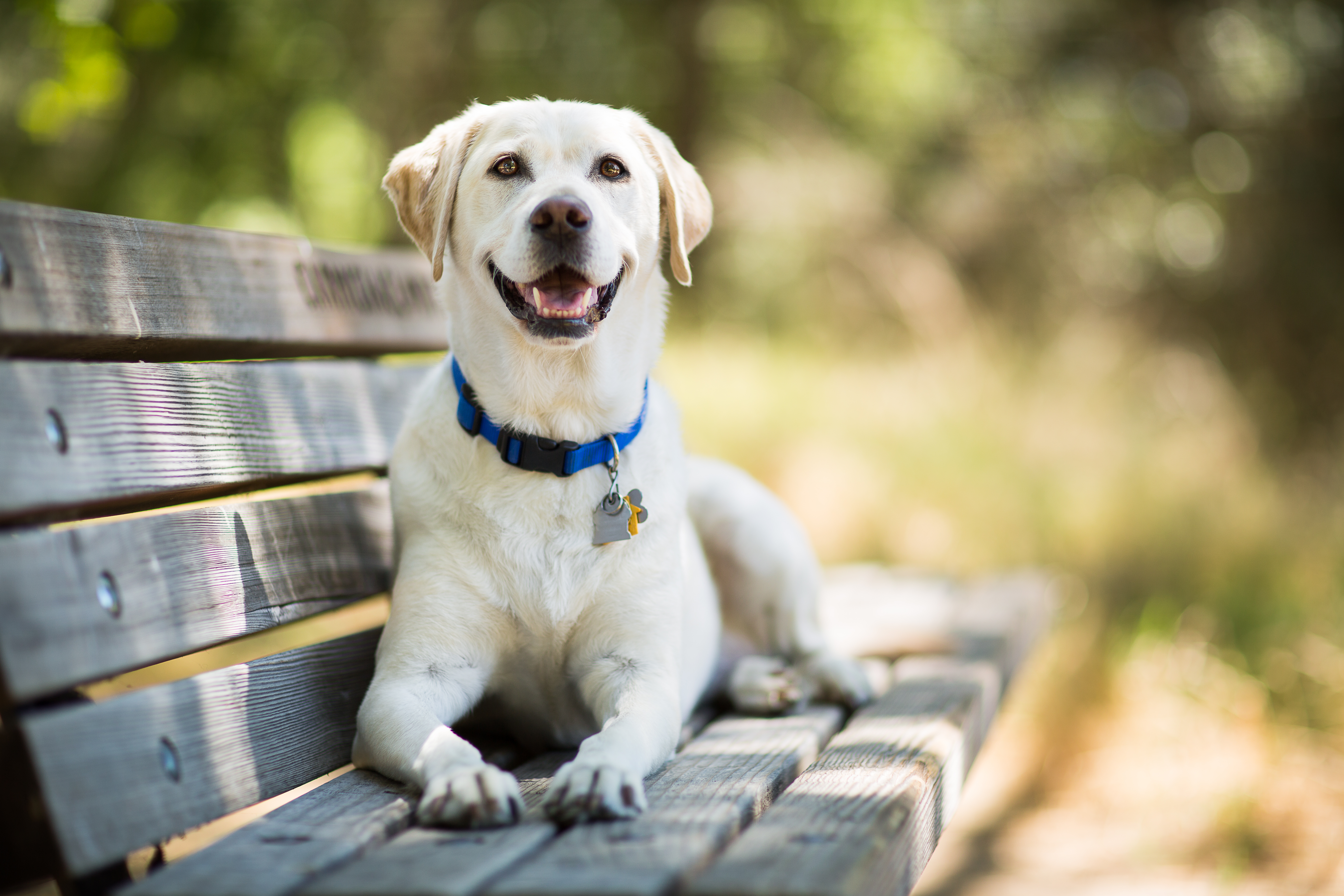 Sean helps a reader with a labrador that keeps humping people's legs