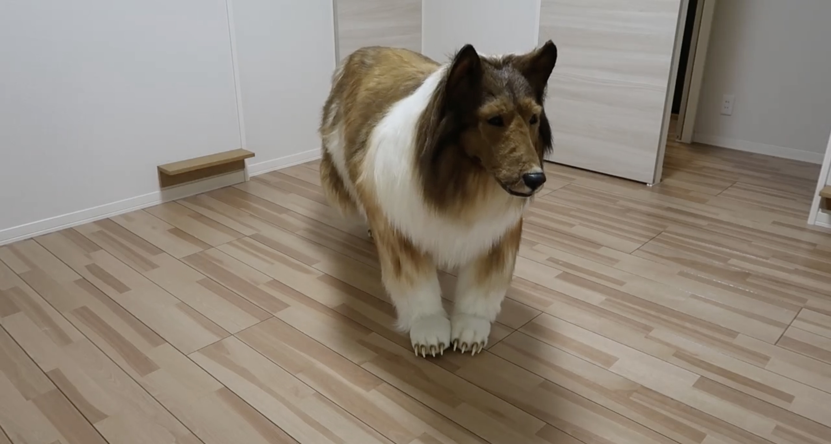 Toco spent two million Yen - which equates to £12,480 - on his Sheltie costume