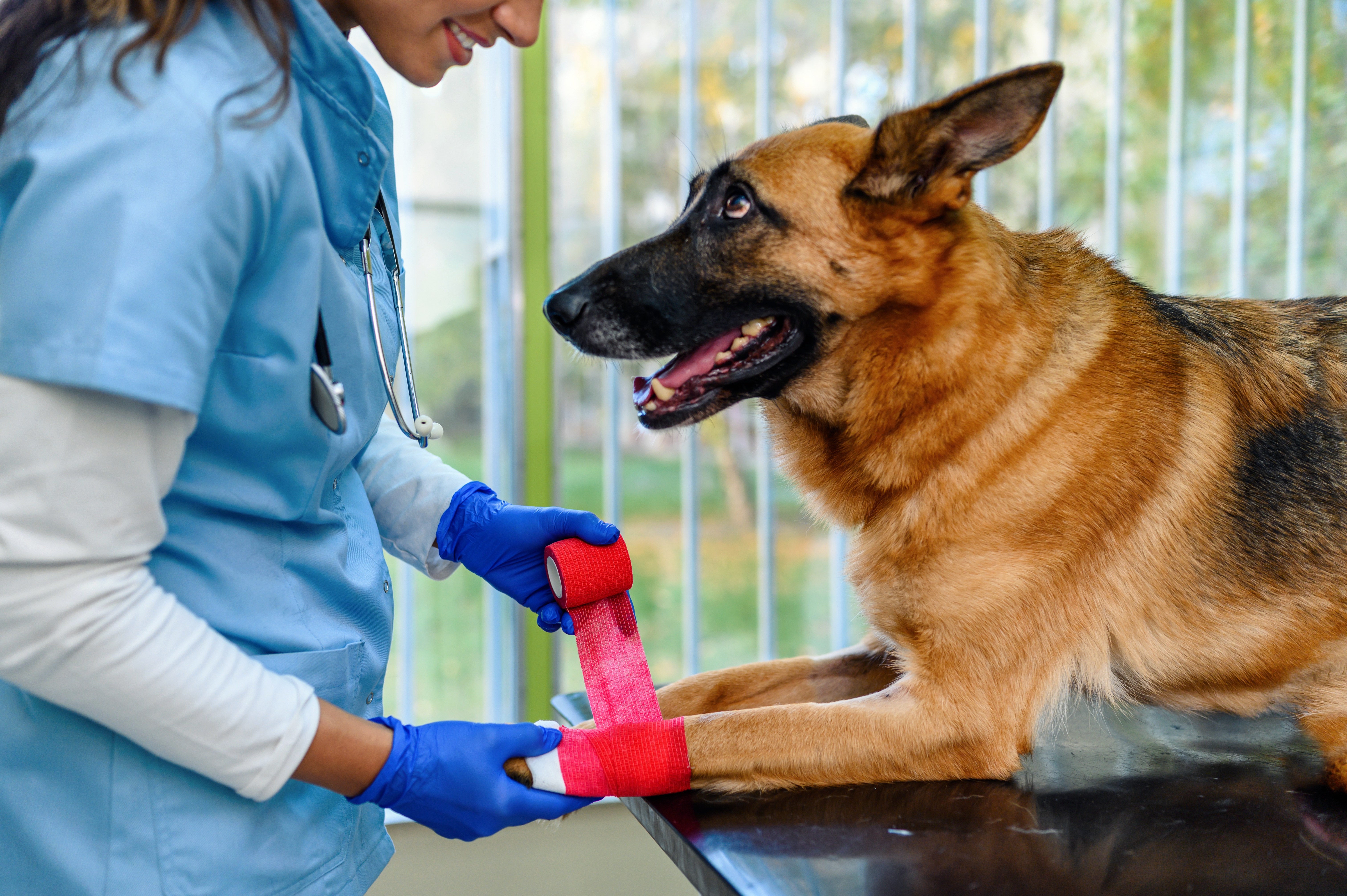 A veterinarian revealed they were fed up with dog owners calling their untrained pets service animals