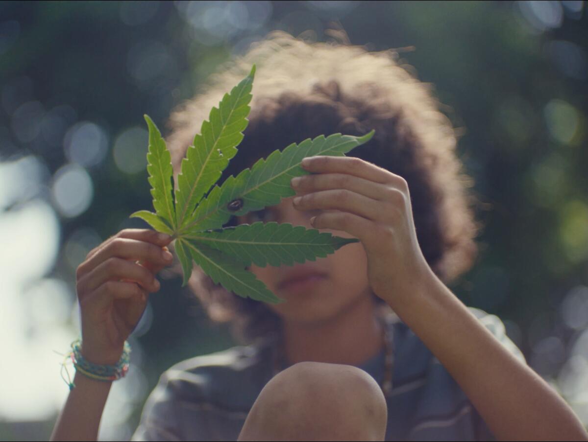 A boy examines the leaves of a plant.