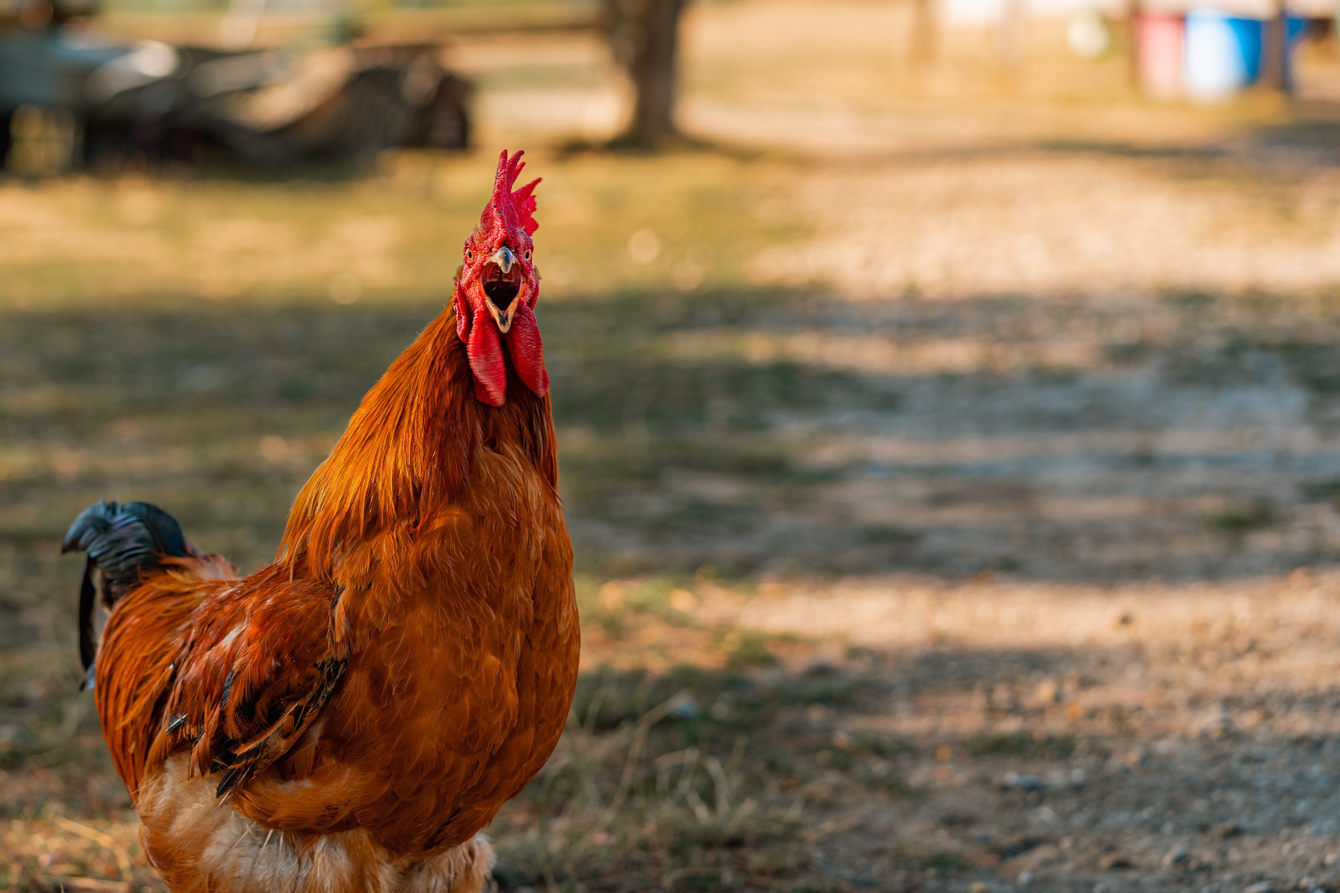 A village in Norfolk has been infested by a flock of feral chickens