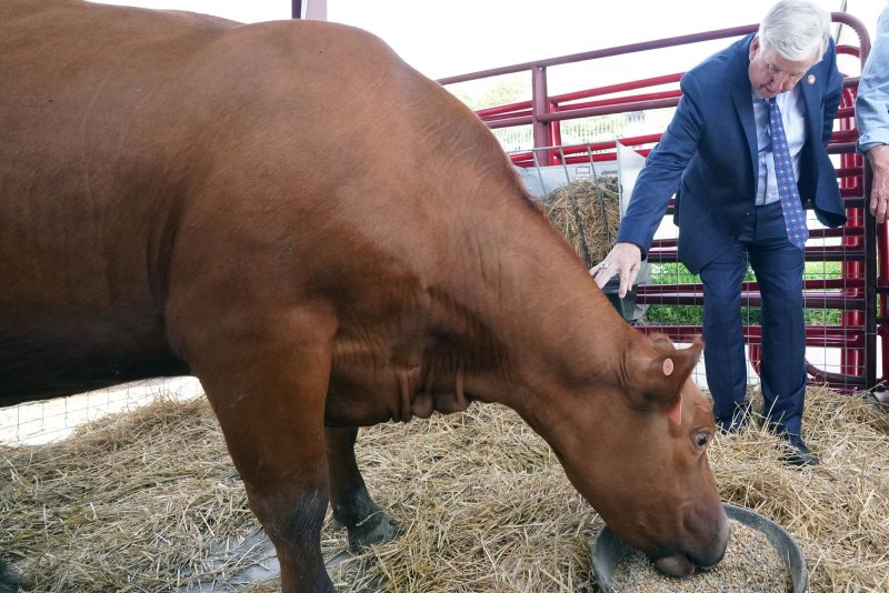 Gov. Mike Parson, R-Missouri, inspects a red angus cow during a May 2021 visit to the St. Louis Science Center where Parson was on hand to present a proclamation recognizing May as "Beef Month" in Missouri. In April, a Texas poultry facility stopped production and was ordered to cull 1.6 million laying hens and 337,000 pullets at a facility near New Mexico’s border due to the bird flu's rapid spread. File Photo By Bill Greenblatt/UPI