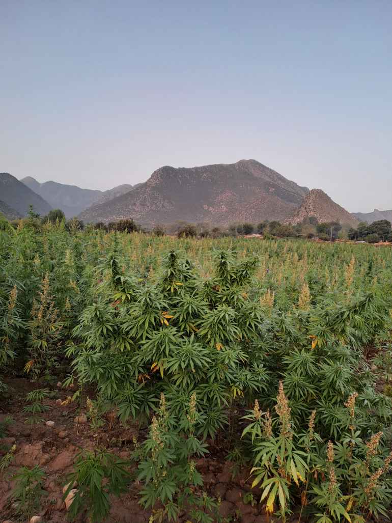 Farmer Suleman Shah grows cannabis on 200 acres of his land in Orakzai, a tribal district in Khyber Pakhtunkhwa. [Courtesy of Suleman Shah]