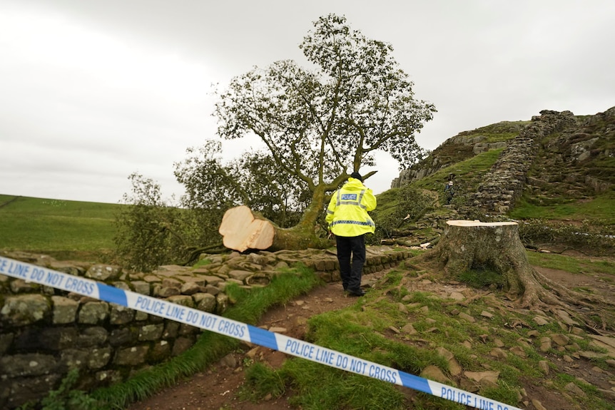 The back of a policeman facing the felled tree with tape that says police line do not cross