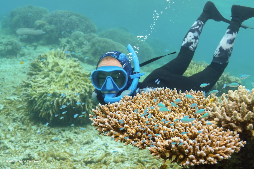 A snorkeler looks at a coral with small blue fish