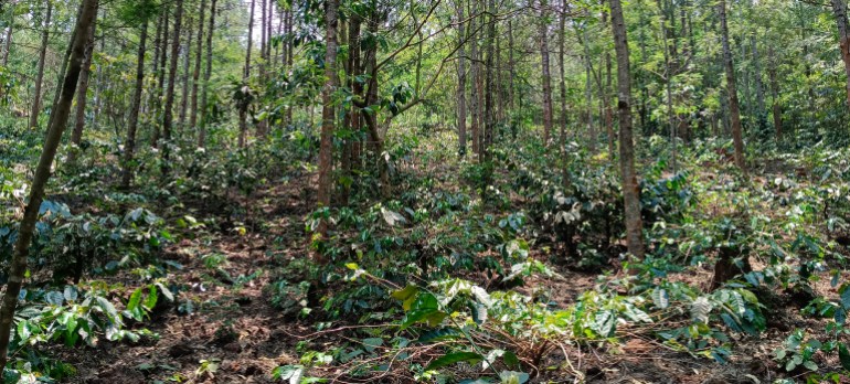 The coffee plantation fields of Araku Valley [Gurvinder Singh/Al Jazeera]