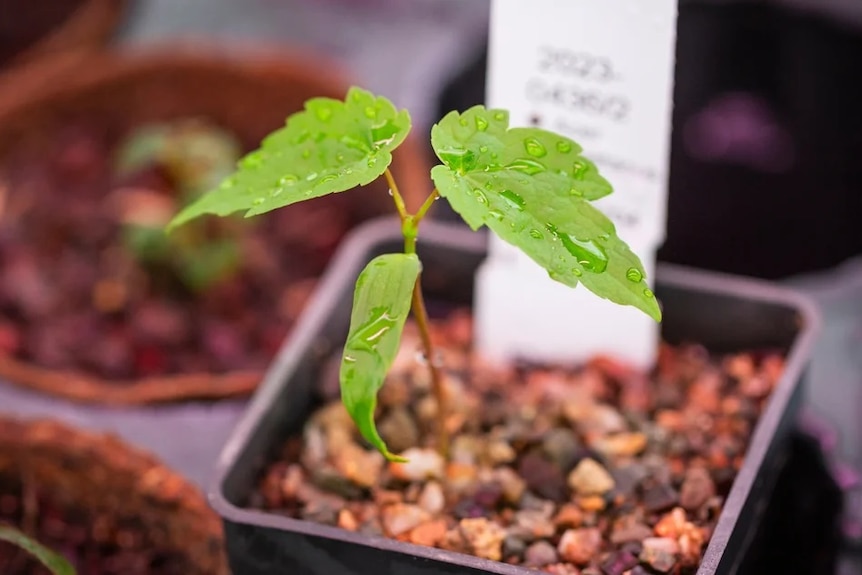 A small plant is pictured, it has three green leaves.